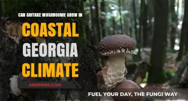 Growing Shiitake Mushrooms in Coastal Georgia's Unique Climate: A Guide