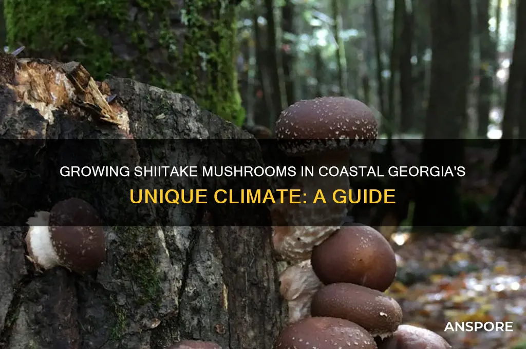 can shitake mushroome grow in coastal georgia climate