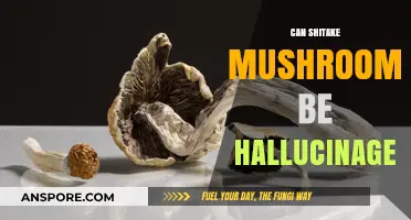Are Shiitake Mushrooms Hallucinogenic? Separating Fact from Fiction