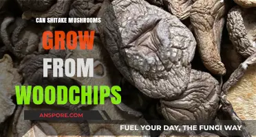 Growing Shiitake Mushrooms on Wood Chips: A Beginner's Guide