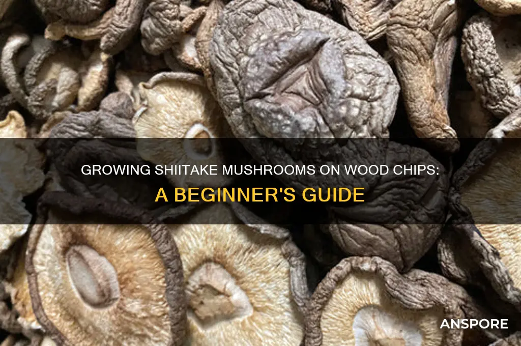 can shitake mushrooms grow from woodchips
