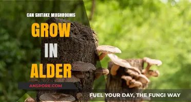 Can Shiitake Mushrooms Thrive on Alder Logs? A Cultivation Guide