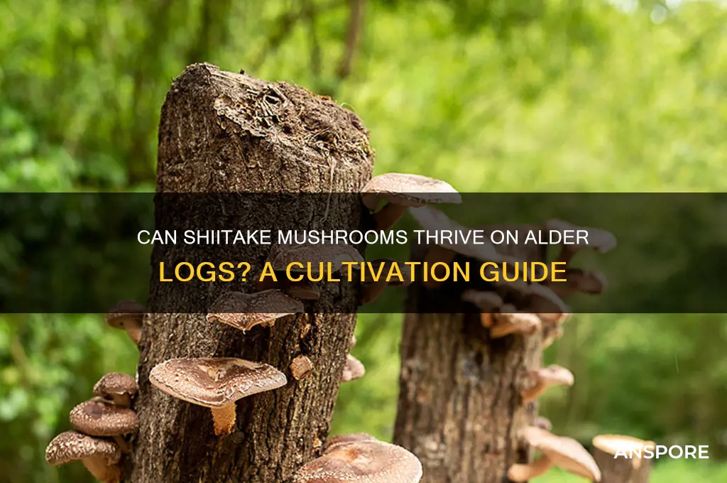 can shitake mushrooms grow in alder