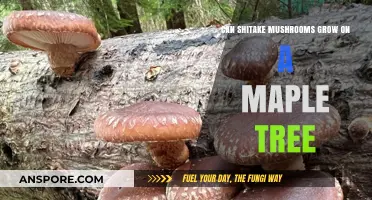 Can Shiitake Mushrooms Thrive on Maple Trees? Exploring Cultivation Possibilities
