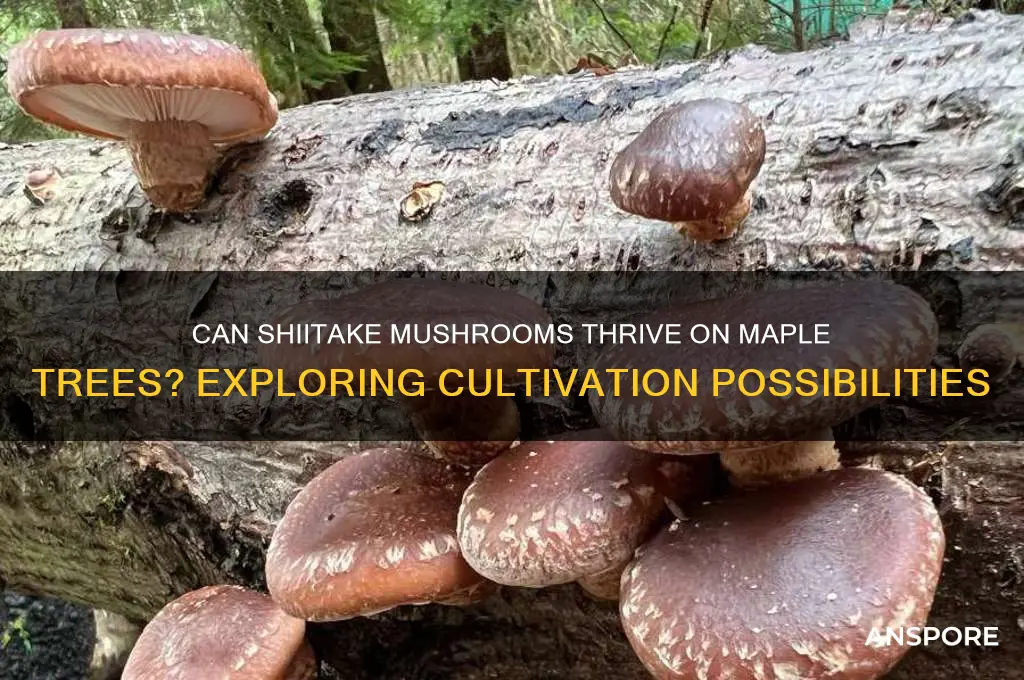 can shitake mushrooms grow on a maple tree