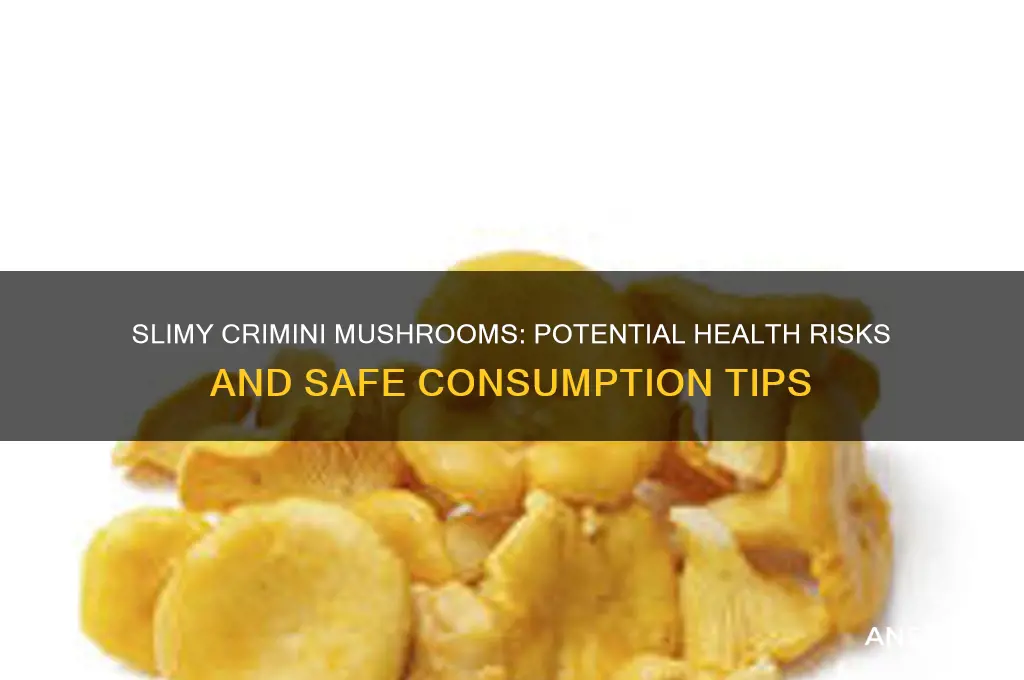 can slimy crimi mushrooms make you sick