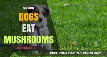 Can Small Dogs Eat Mushrooms? Safety Tips for Pet Owners