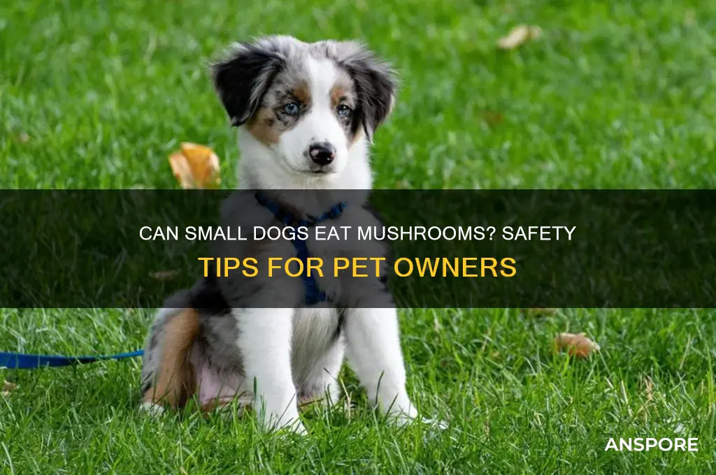 can small dogs eat mushrooms