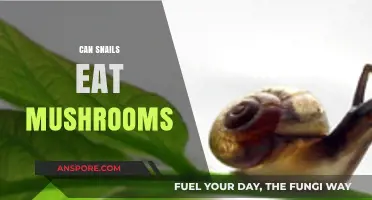 Can Snails Safely Eat Mushrooms? A Comprehensive Guide for Owners