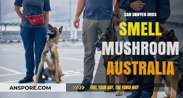Can Sniffer Dogs Detect Mushrooms in Australia? Exploring Their Abilities