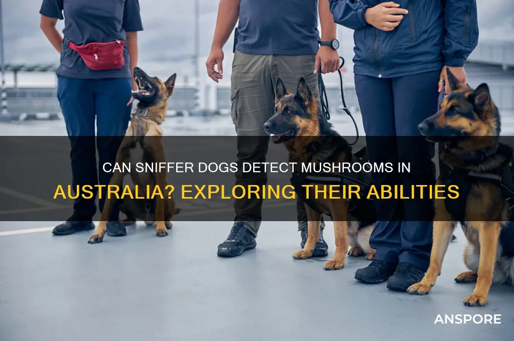 can sniffer dogs smell mushrooms australia