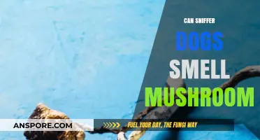 Can Sniffer Dogs Detect Mushrooms? Exploring Their Olfactory Abilities