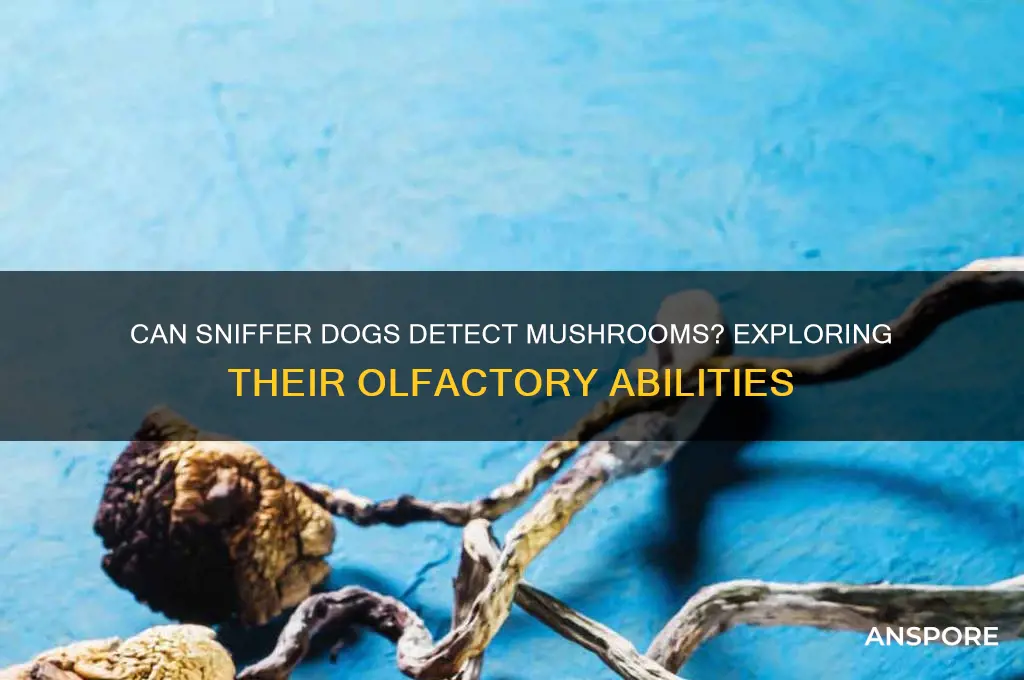 can sniffer dogs smell mushrooms