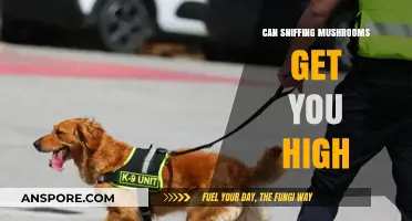 Can Sniffing Mushrooms Get You High? Exploring the Risks and Myths