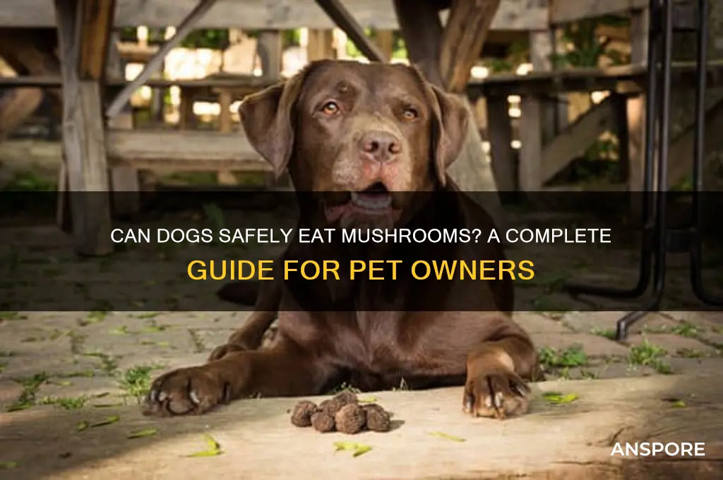 can sogs eat mushrooms