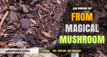 Can Magic Mushrooms Be Fatal? Exploring the Risks and Realities