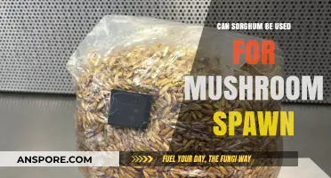 Sorghum as Mushroom Spawn: Innovative Substrate for Fungal Cultivation