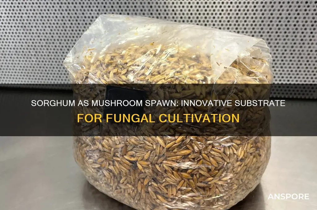 can sorghum be used for mushroom spawn