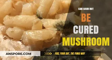 Can Sour Rot in Mushrooms Be Cured? Effective Solutions Explained