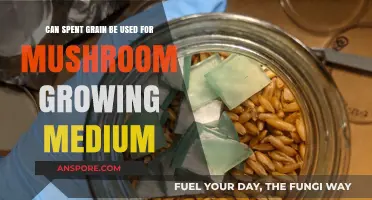Using Spent Grain as a Mushroom Growing Medium: A Sustainable Approach