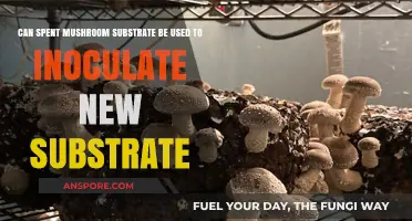 Reusing Spent Mushroom Substrate: Can It Inoculate New Grow Medium?