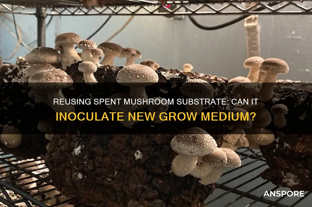 can spent mushroom substrate be used to inoculate new substrate