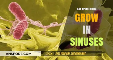 Can Spore Biotics Thrive in Sinuses? Exploring the Possibility