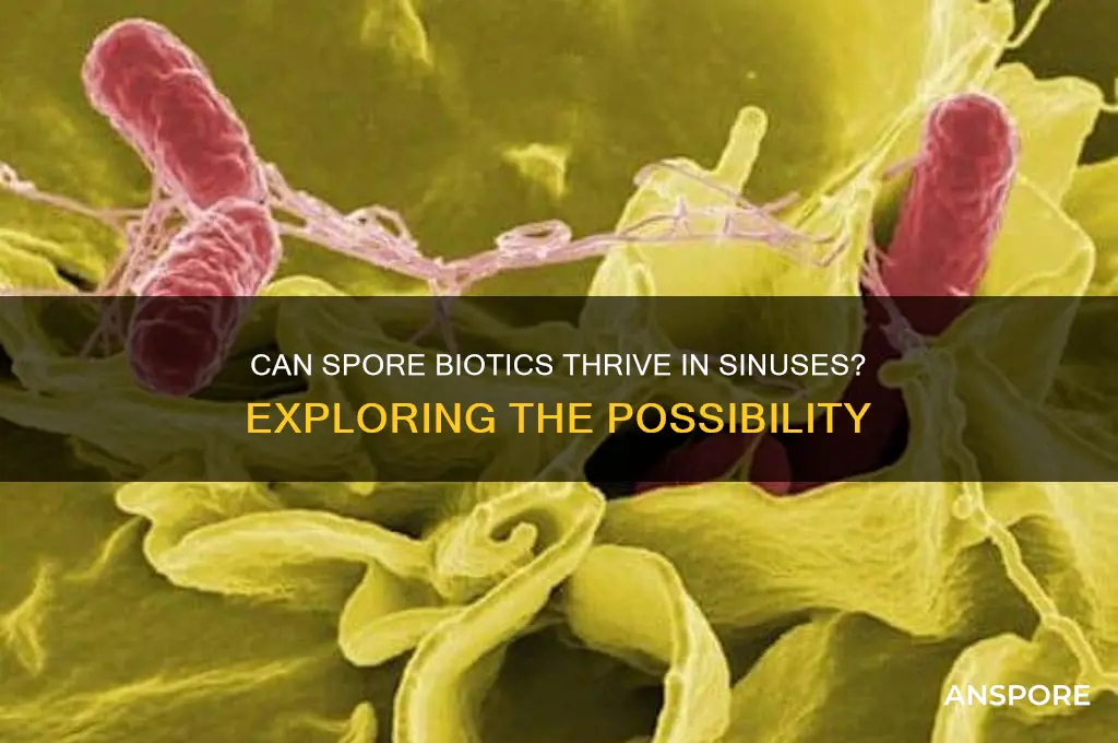 can spore biotic grow in sinuses