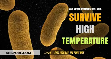 Surviving the Heat: Spore-Forming Bacteria's Resilience at High Temperatures