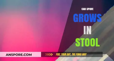 Can Spores Grow in Stool? Understanding Microbial Growth in Feces