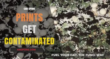 Can Spore Prints Get Contaminated? Risks and Prevention Tips