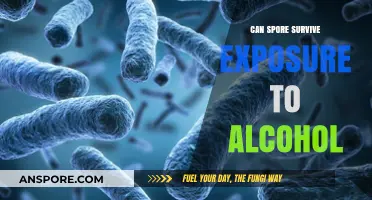 Can Spores Survive Alcohol Exposure? Uncovering Microbial Resilience
