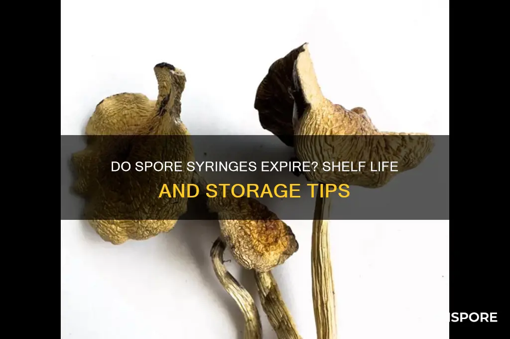 can spore syringes go bad