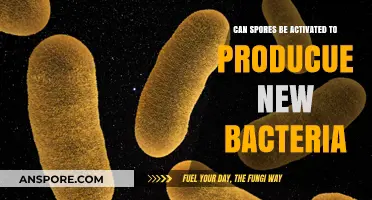 Activating Spores: Unlocking the Potential to Generate New Bacteria