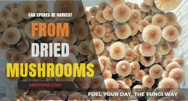 Harvesting Spores from Dried Mushrooms: A Comprehensive Guide