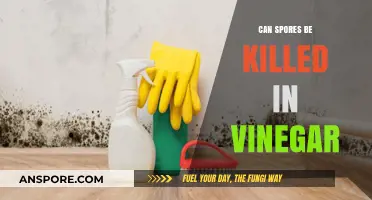 Can Vinegar Effectively Kill Spores? A Comprehensive Guide