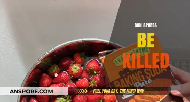 Can Spores Be Killed? Effective Methods to Eliminate Spores Safely