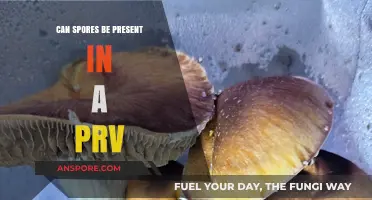 Can Spores Survive in PRVs? Uncovering the Hidden Risks