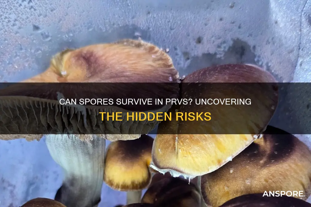 can spores be present in a prv