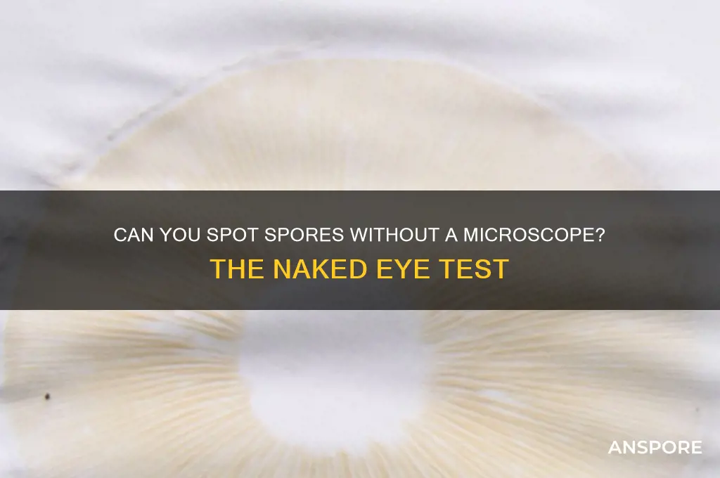 can spores be seen by the naked eye