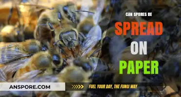 Can Spores Travel on Paper? Uncovering the Hidden Risks