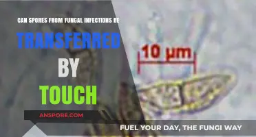 Can Fungal Infection Spores Spread Through Touch? Facts and Risks