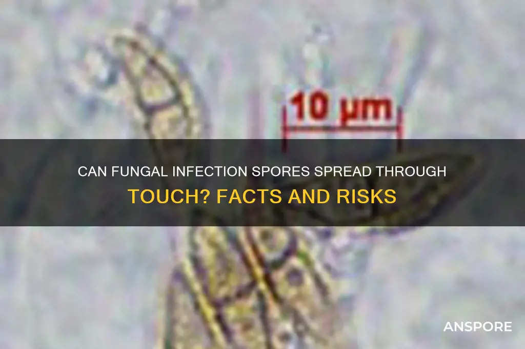 can spores from fungal infections be transferred by touch