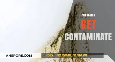 Can Spores Get Contaminated? Understanding Risks and Prevention Methods