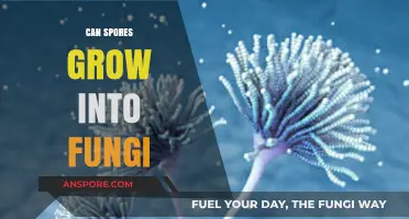 Can Spores Transform into Fungi? Unveiling the Growth Process