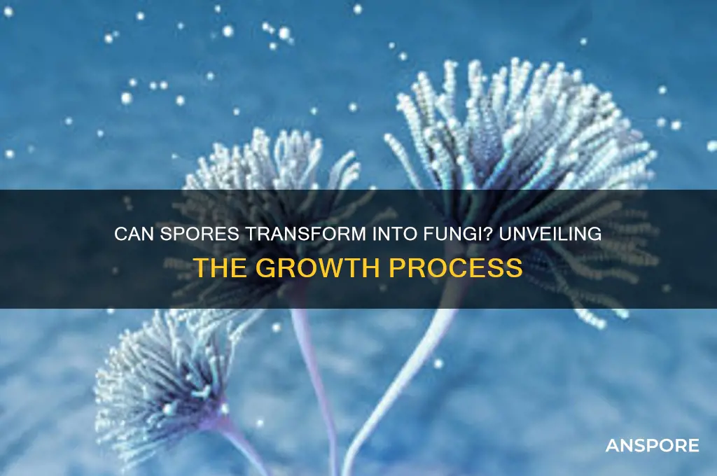 can spores grow into fungi