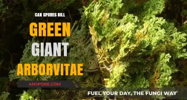 Can Spores Harm Green Giant Arborvitae? Understanding the Risks