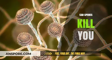 Can Spores Be Deadly? Uncovering the Truth About Their Lethal Potential