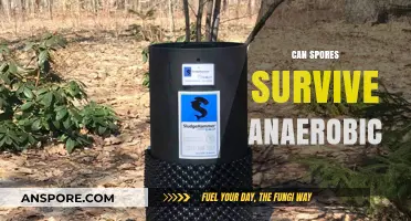 Can Spores Survive Anaerobic Conditions? Exploring Their Resilience and Limits