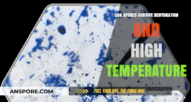 Surviving Extremes: How Spores Endure Dehydration and High Temperatures